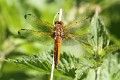 J01_2662 Libellula fulva female